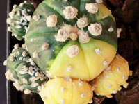 Astrophytum asterias variegata